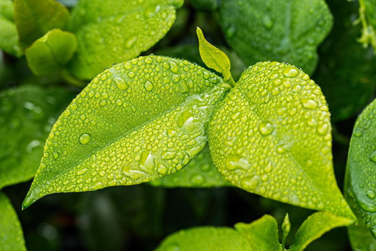 Natte plant