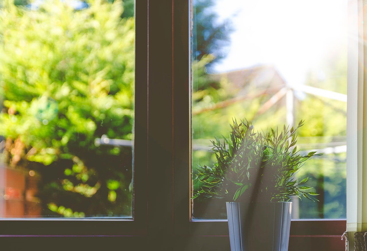 Plant in huis