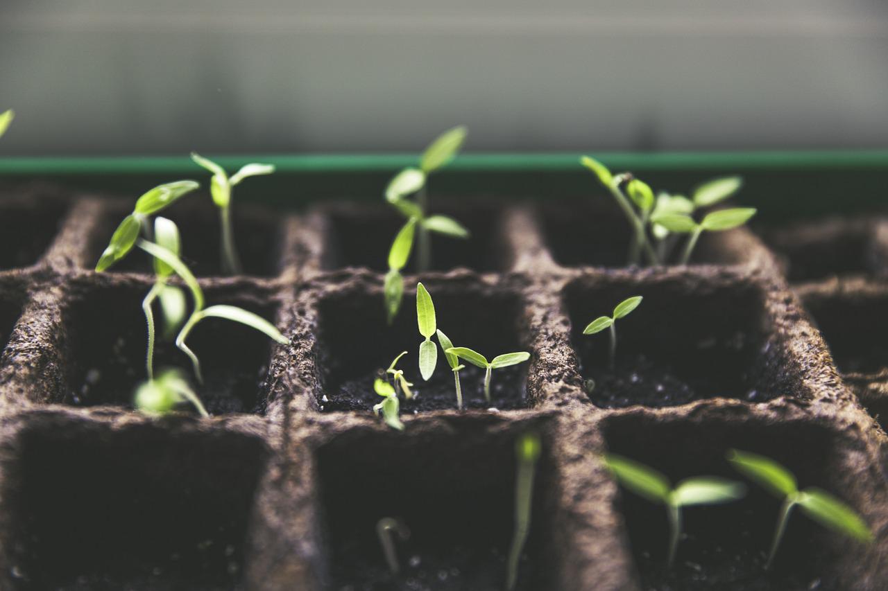 Planten groeien