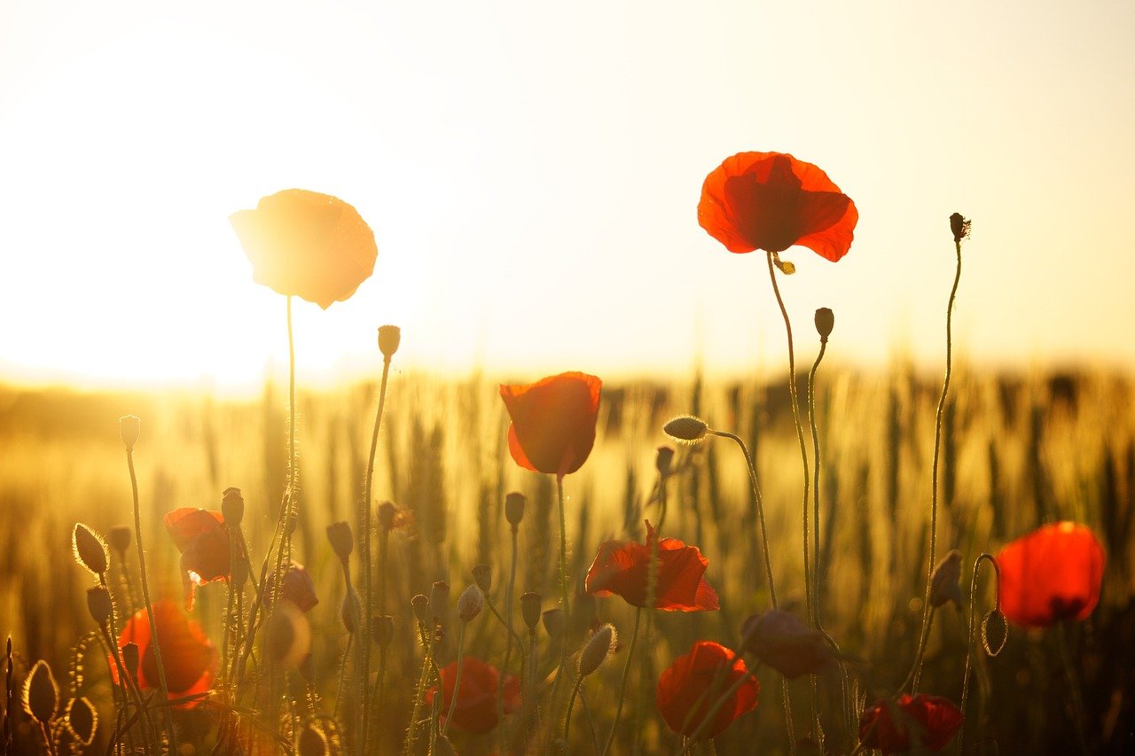 Bloemenveld in de zon