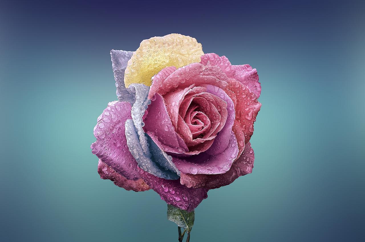 Kleuren bloem