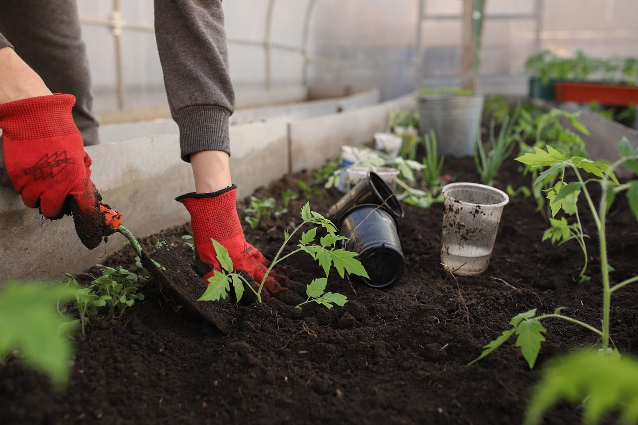 Moestuin