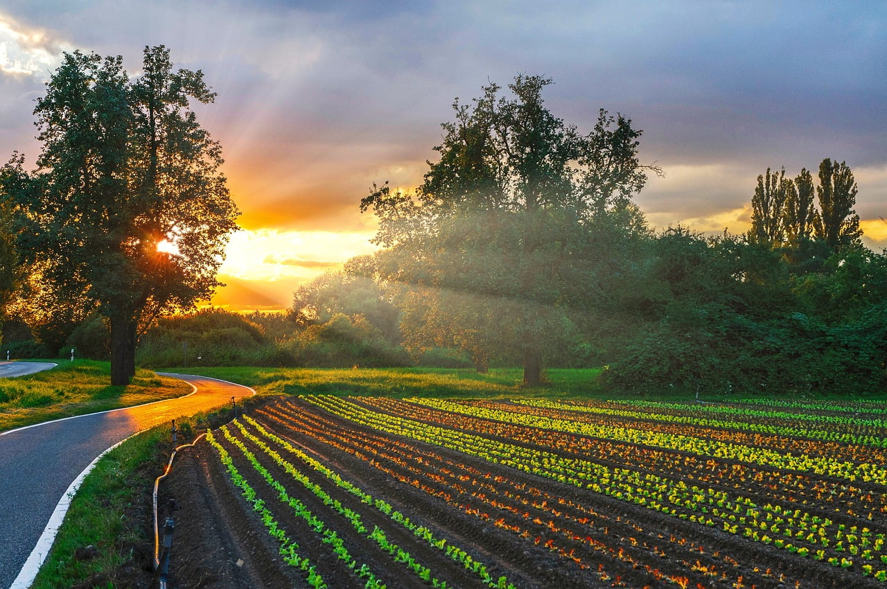 Zon op moestuin