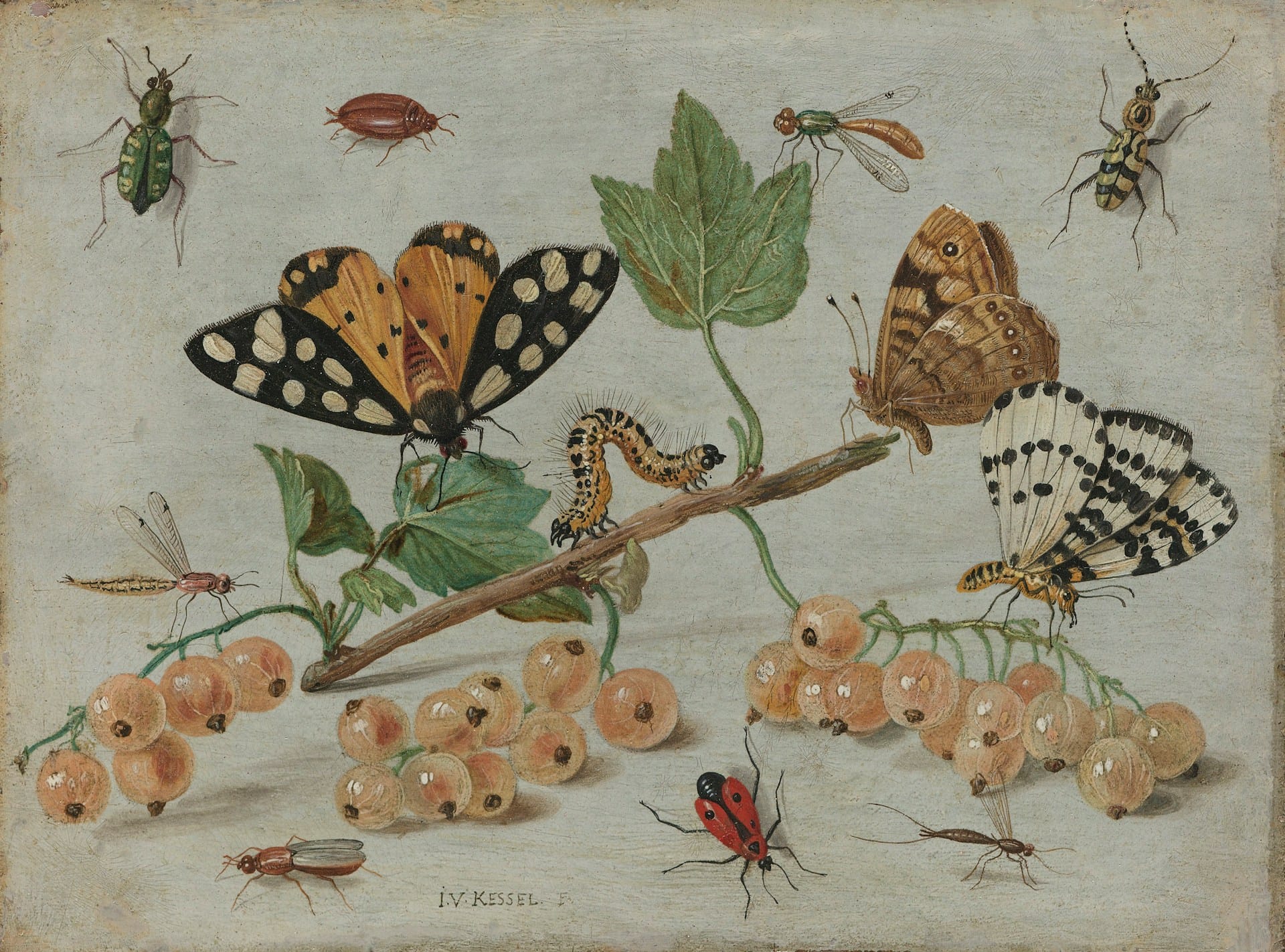 Insecten