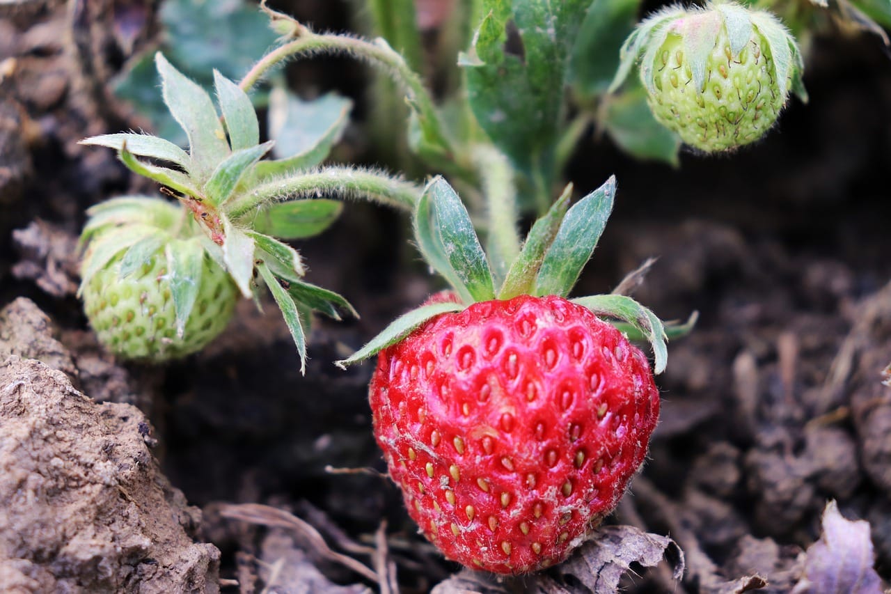 Aardbeien groeien