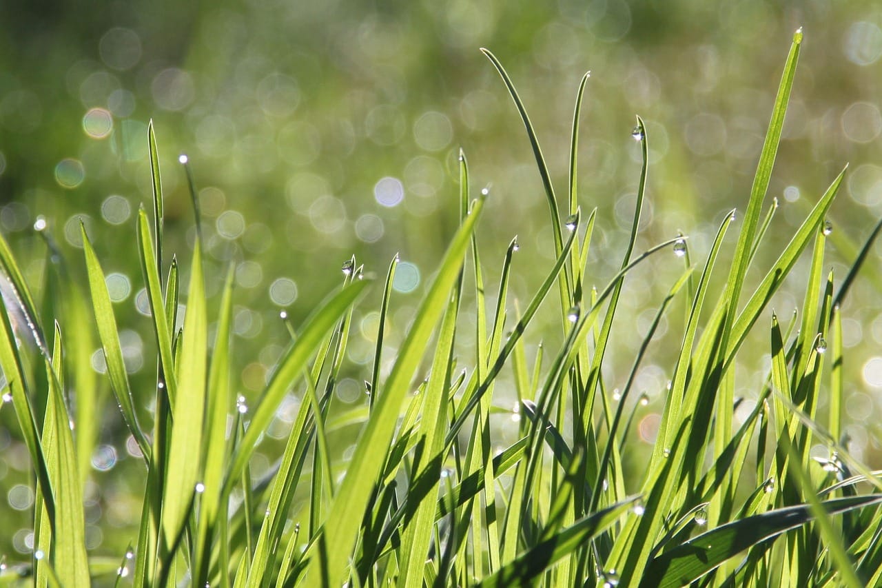 Gras