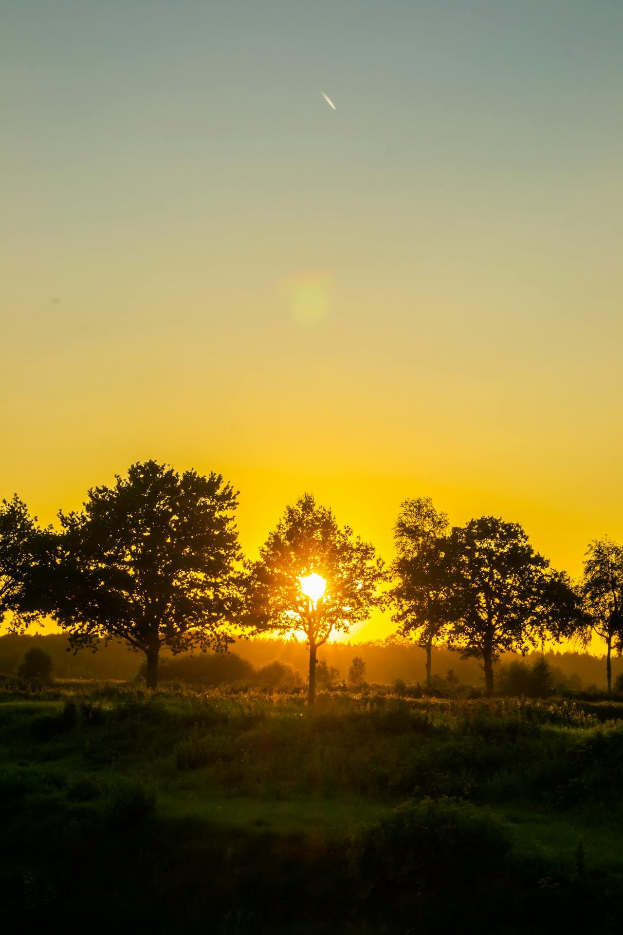 Zon