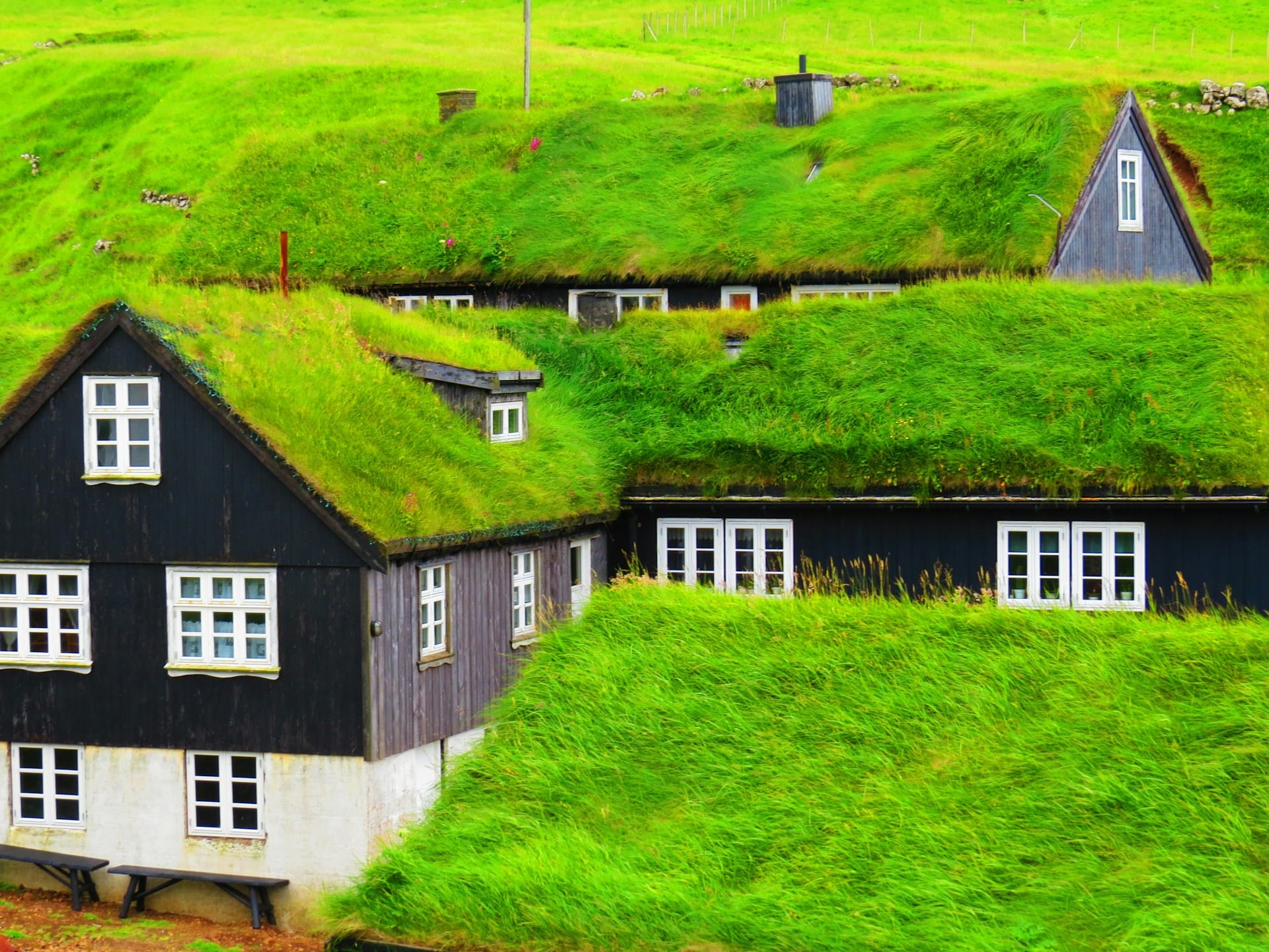 Gras