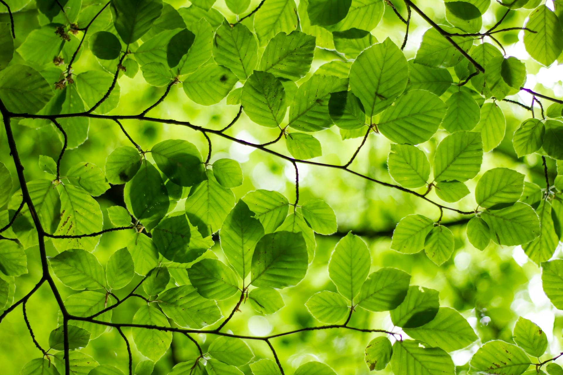 Groen