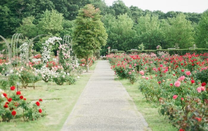 Tuin