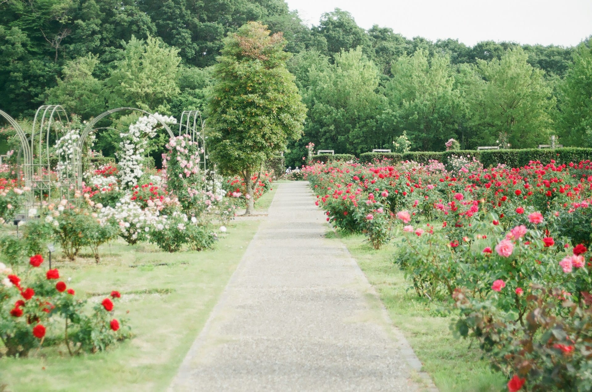 Tuin